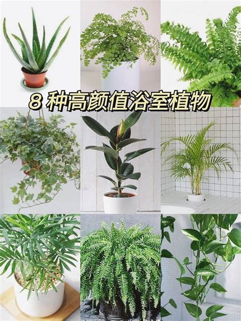 浴室適合的植物 町赤 玄學